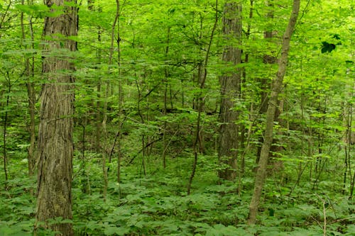 天性, 戶外, 森林 的 免费素材图片