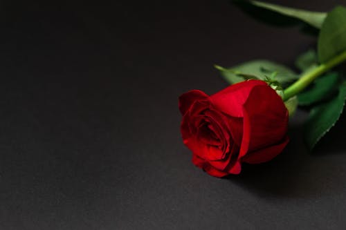 From above of bright red rose in blossom with fresh verdant leaves on black background