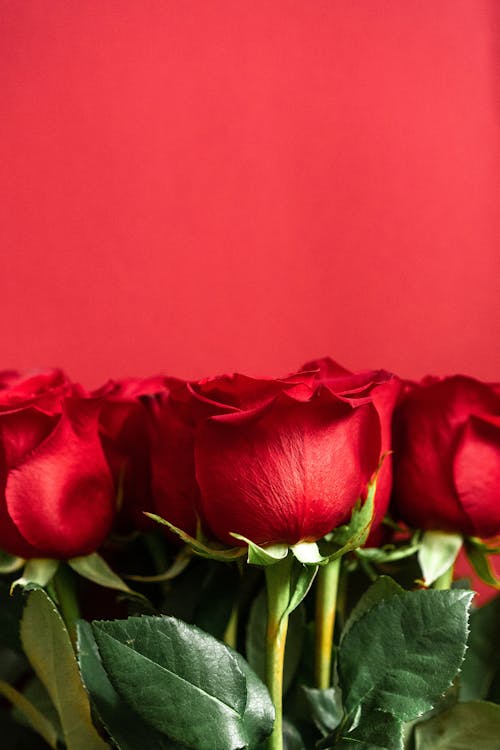 Bouquet of bright blooming roses with fresh green leaves