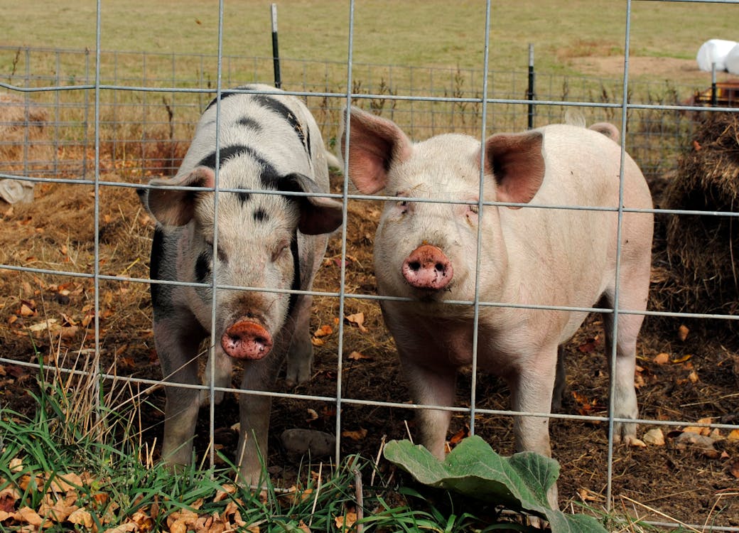 Full body cute pigs standing behind enclosure net and looking at camera in summer farmyard