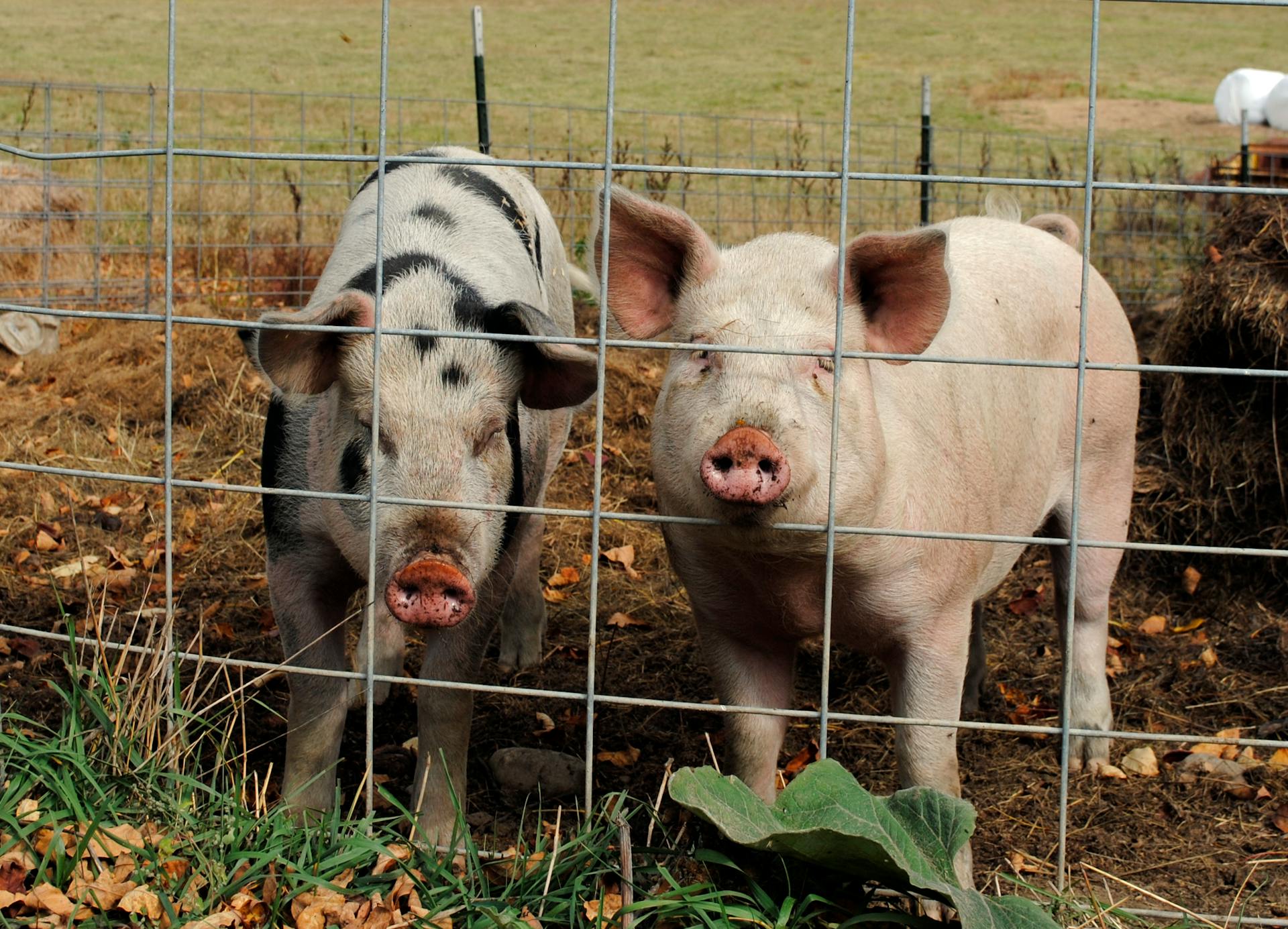 Full body cute pigs standing behind enclosure net and looking at camera in summer farmyard