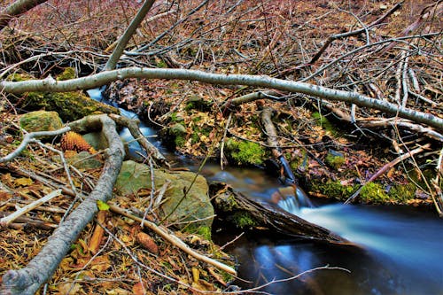 Brown Tree Branches