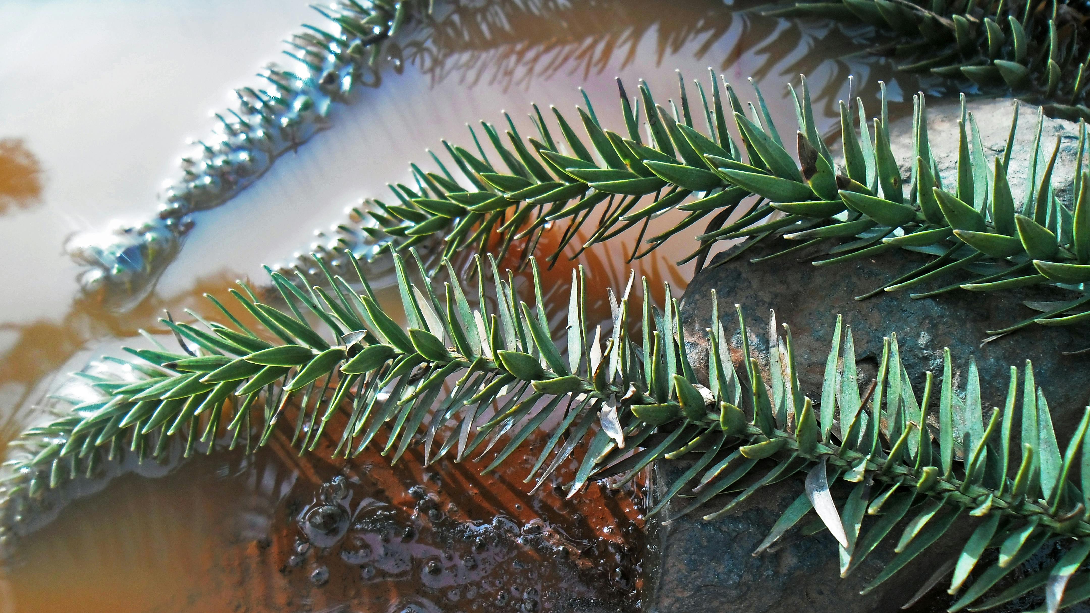 Free stock photo of pine, pine tree