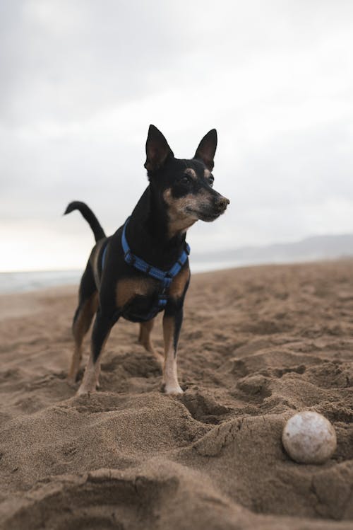 Kostnadsfri bild av boll, djurfotografi, hund