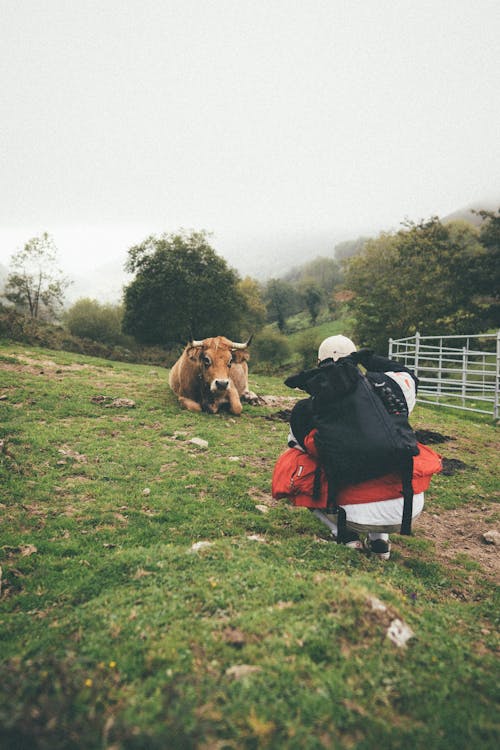 A Person Taking Picture of a Cow