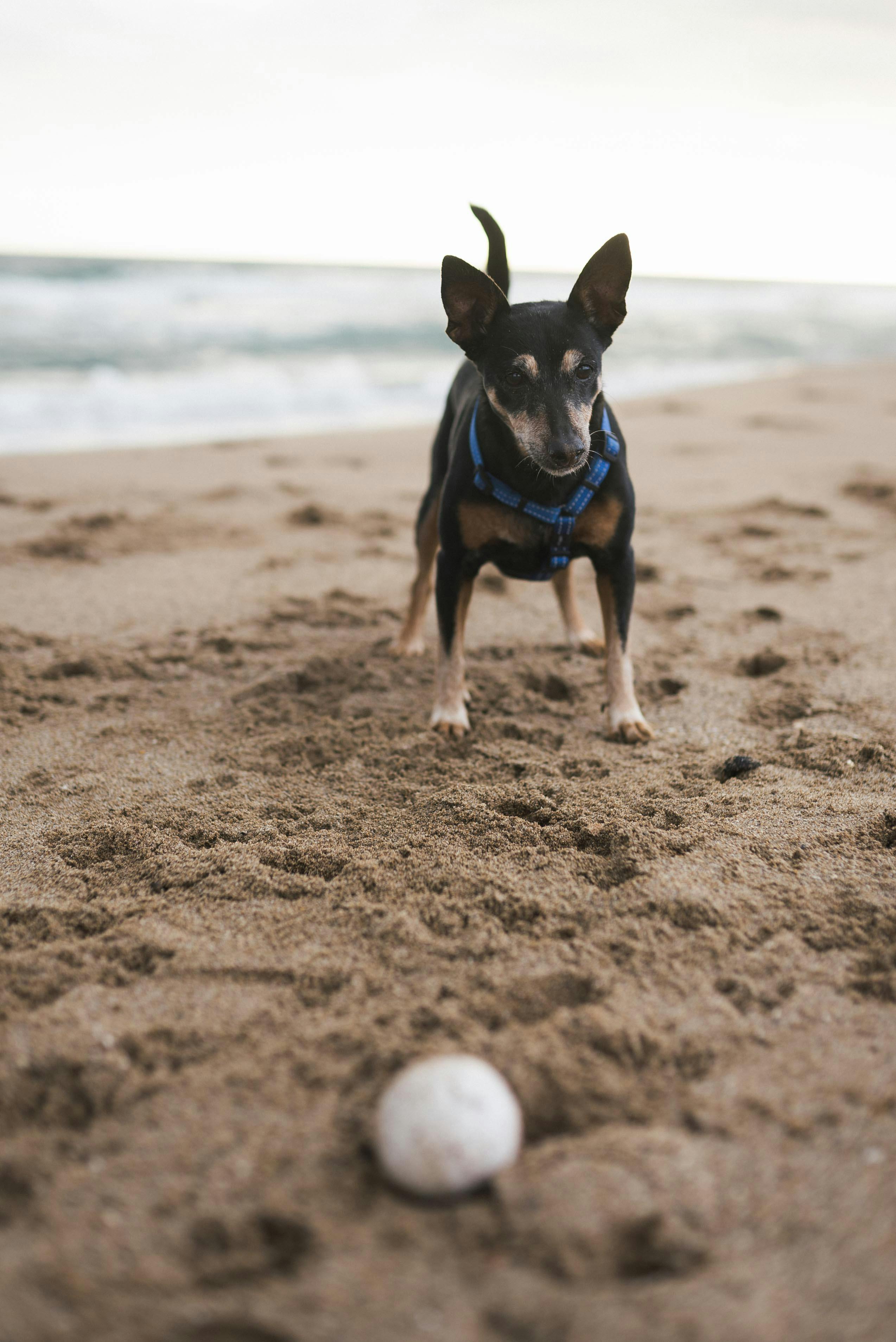 black and brown short coated dog standing on beach sand