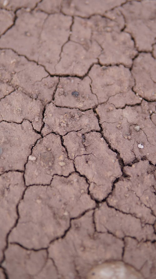 Dried and Cracked Soil 