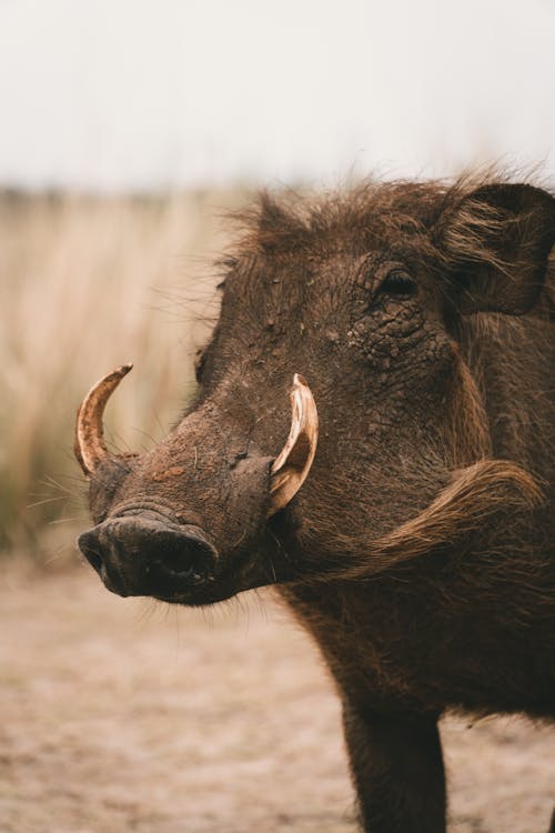 A Wild Boar in Close-up Shot