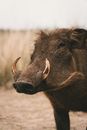 A Wild Boar in Close-up Shot