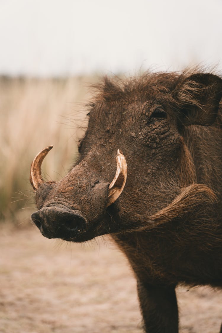 A Wild Boar In Close-up Shot