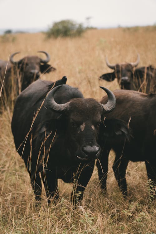 Free Black Water Buffalos in the Wild Stock Photo