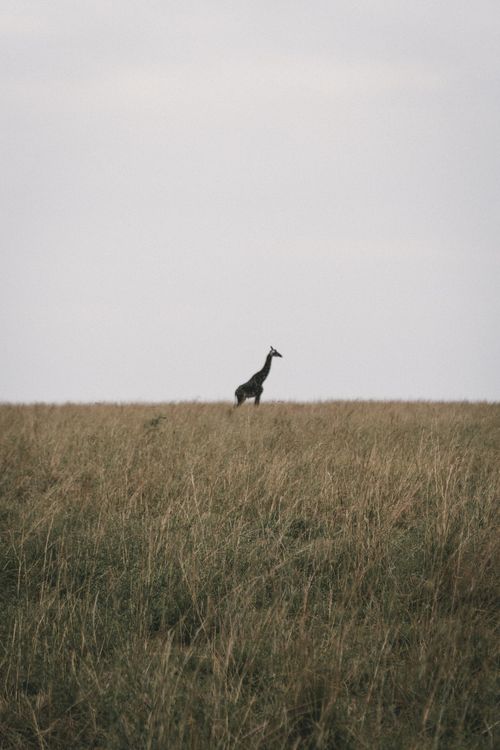 Free A lone giraffe stands amidst the vast African grasslands during dusk, showcasing serene wildlife beauty. Stock Photo