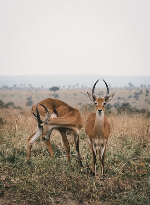 Imagine de stoc gratuită din animal, antilopă, căprioară