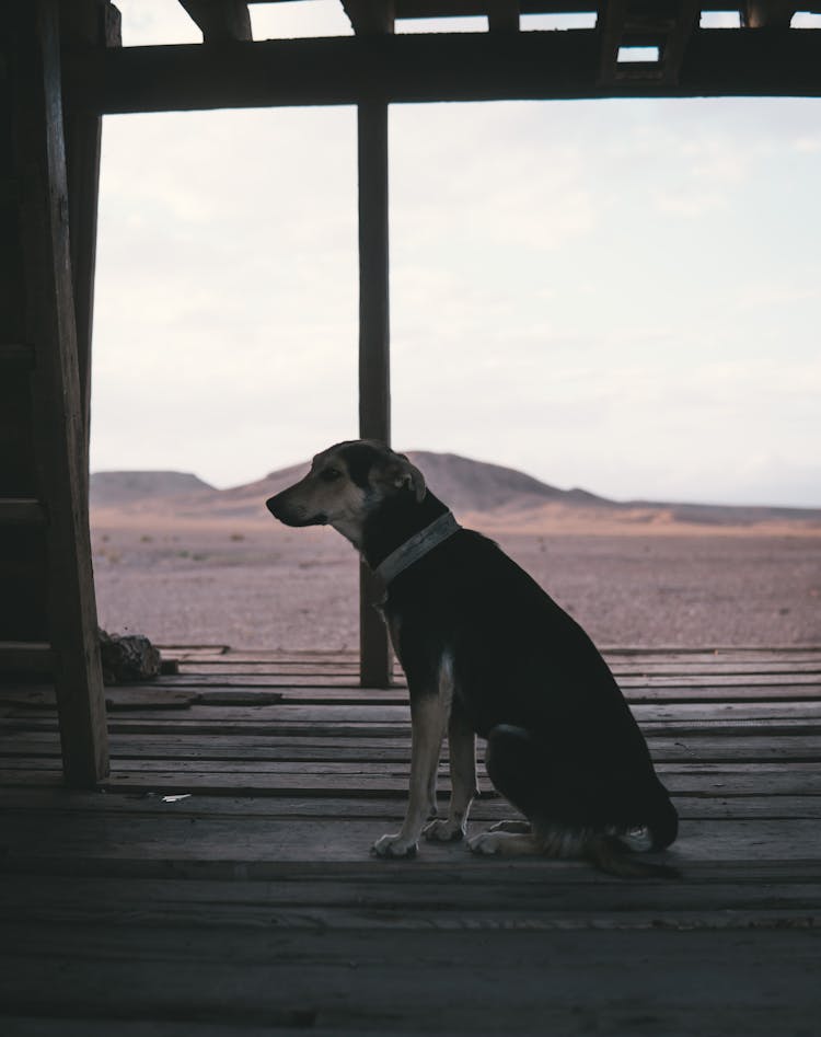 Dog Sitting On A Wooden Porch 