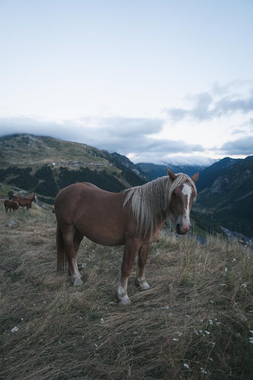 Cavallo Marrone Sul Campo Di Erba Verde
