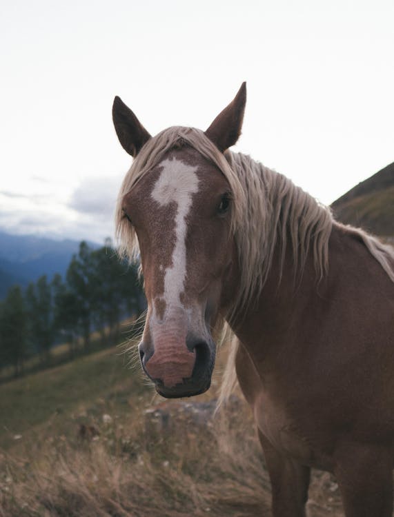 Gratis lagerfoto af brun hest, dyr, dyrefotografering