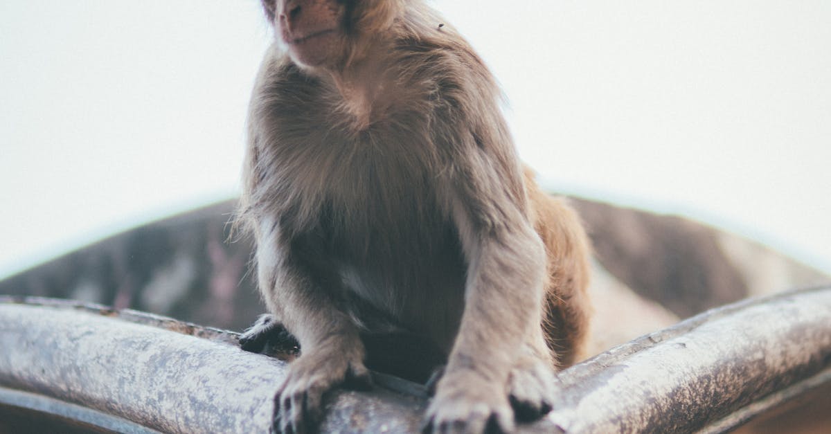 How to make a monkey birthday cake