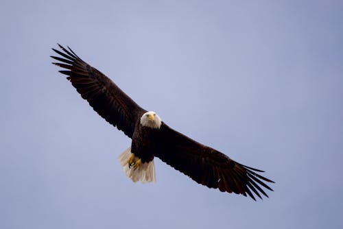 무료 날개, 날으는, 대머리 독수리의 무료 스톡 사진
