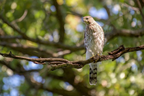 Free A Hawk Perched on a Branch Stock Photo