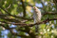 White and Brown Owl on Brown Tree Branch