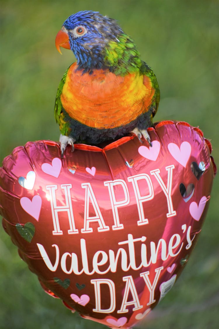 A Bird Perched On Heart Shaped Balloon