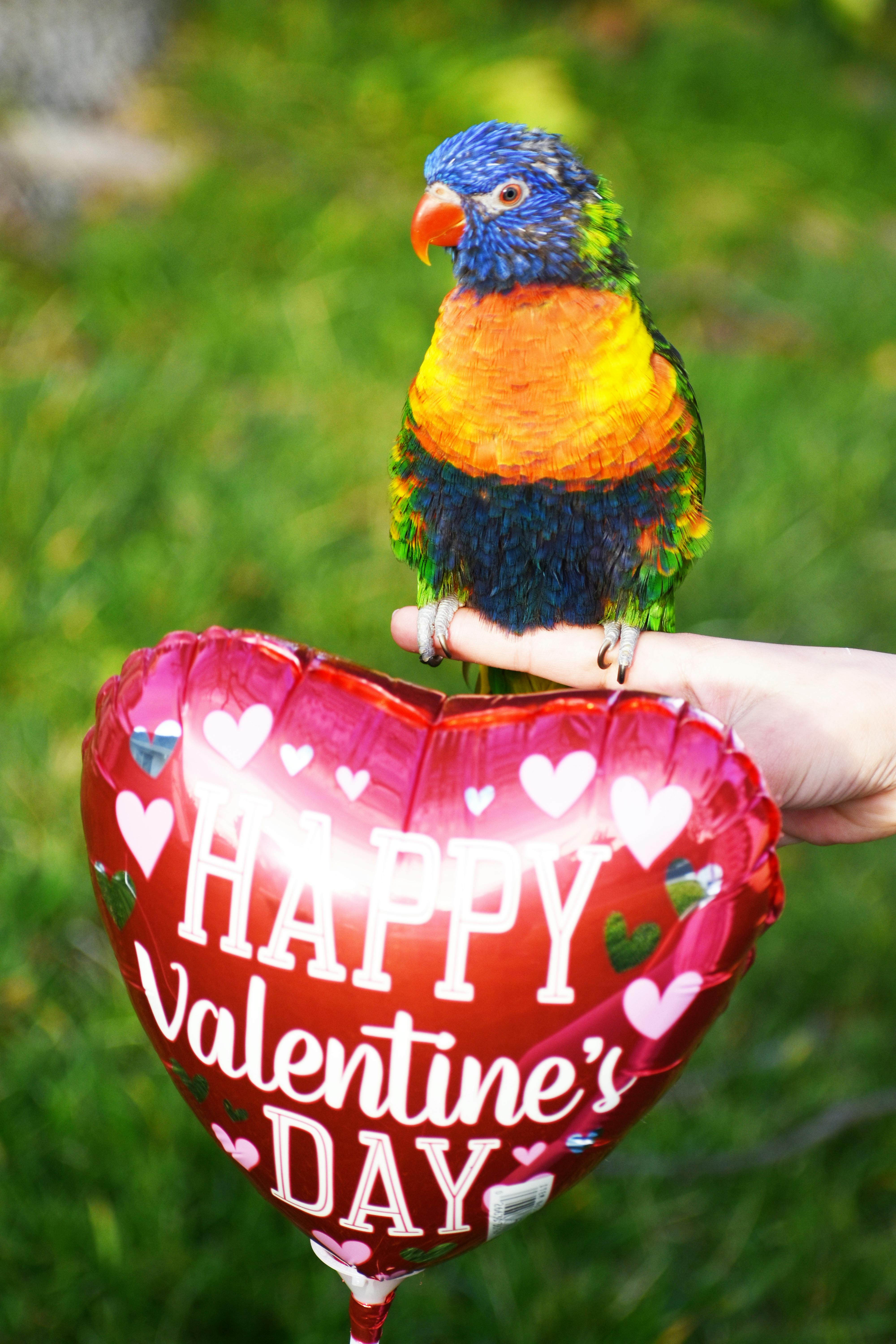Love Bird Photos, Download The BEST Free Love Bird Stock Photos & HD Images