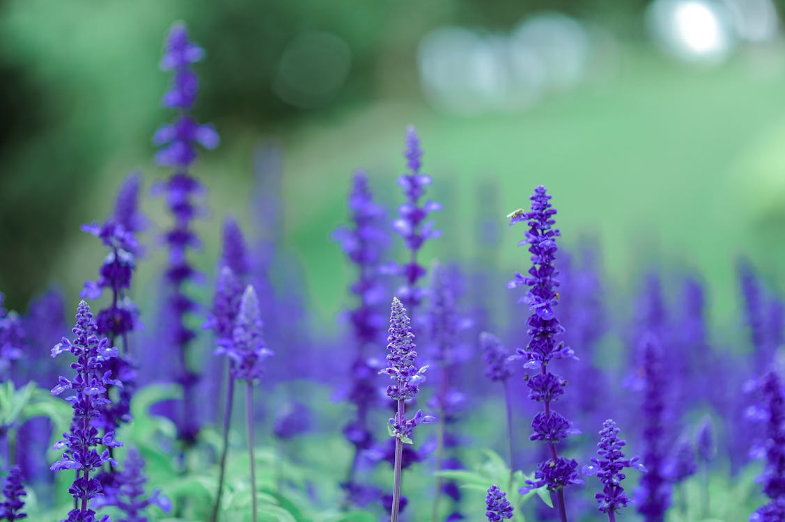 Flores Moradas · Foto de stock gratuita