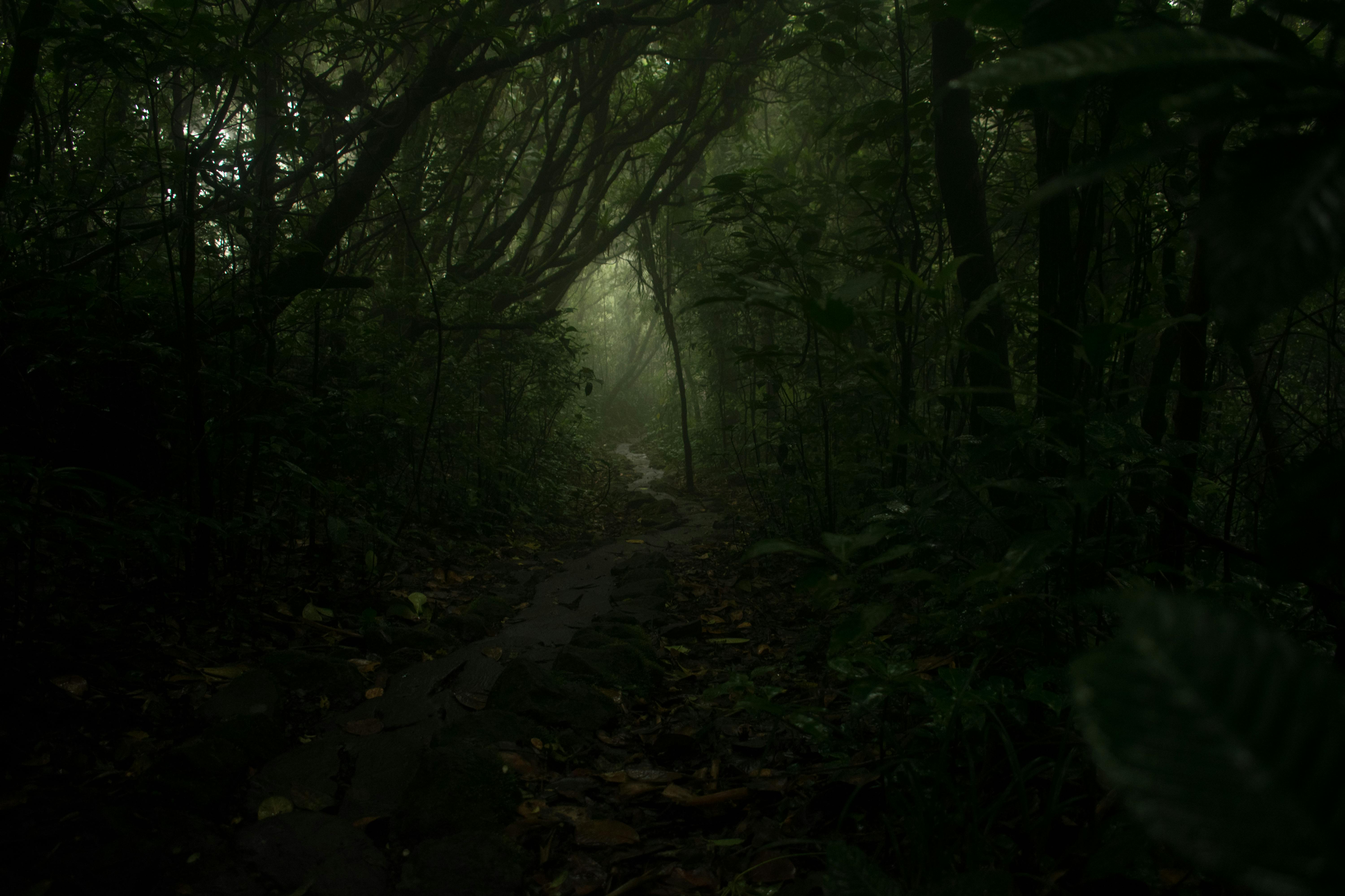 ニカラグア ミステリーの森 暗い森の無料の写真素材