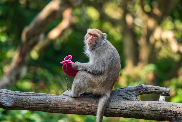 Monkey With Toy On Branch