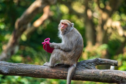 Free A Rhesus macaque sits on a branch with a pink toy in a lush forest environment. Stock Photo