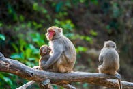 Rhesus Macaques Perched on a Tree Branch