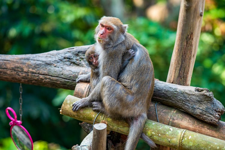 A Mama Rhesus Macaque Monkey Holding Her Baby 