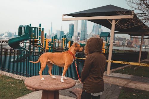 Free A Person With a Dog in the Park Stock Photo