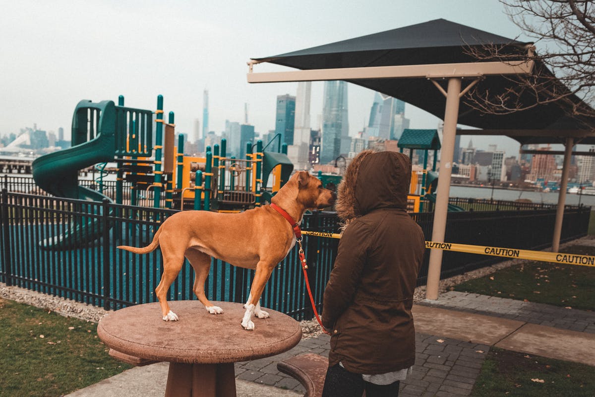 Proprietario e cane in piedi vicino a un parco giochi urbano
