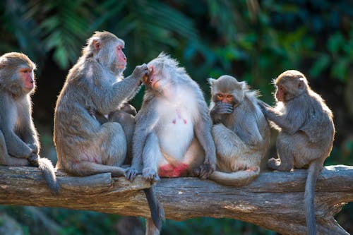 Free A Troop of Monkeys on a Tree Branch Stock Photo