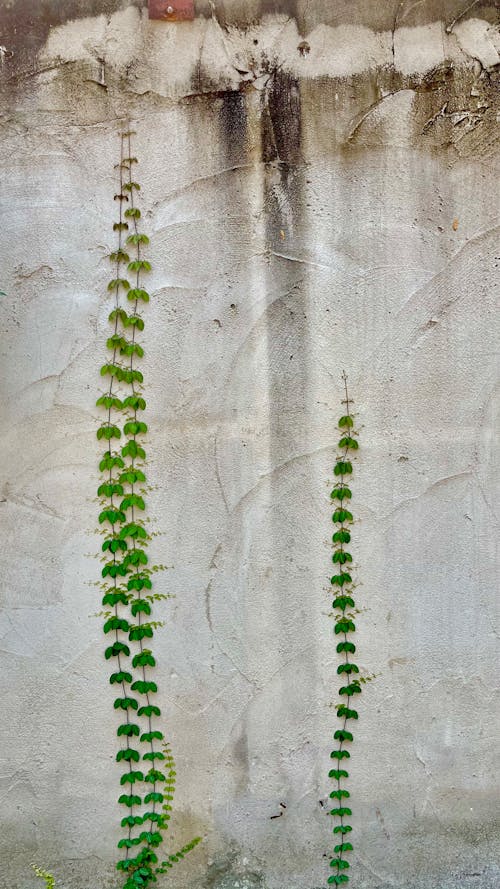 bezplatná Základová fotografie zdarma na téma betonová stěna, listy, popínavá rostlina Základová fotografie