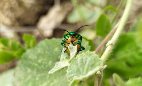 Free Close-up of a colorful beetle on a lush green leaf, showcasing nature's vibrant beauty. Stock Photo