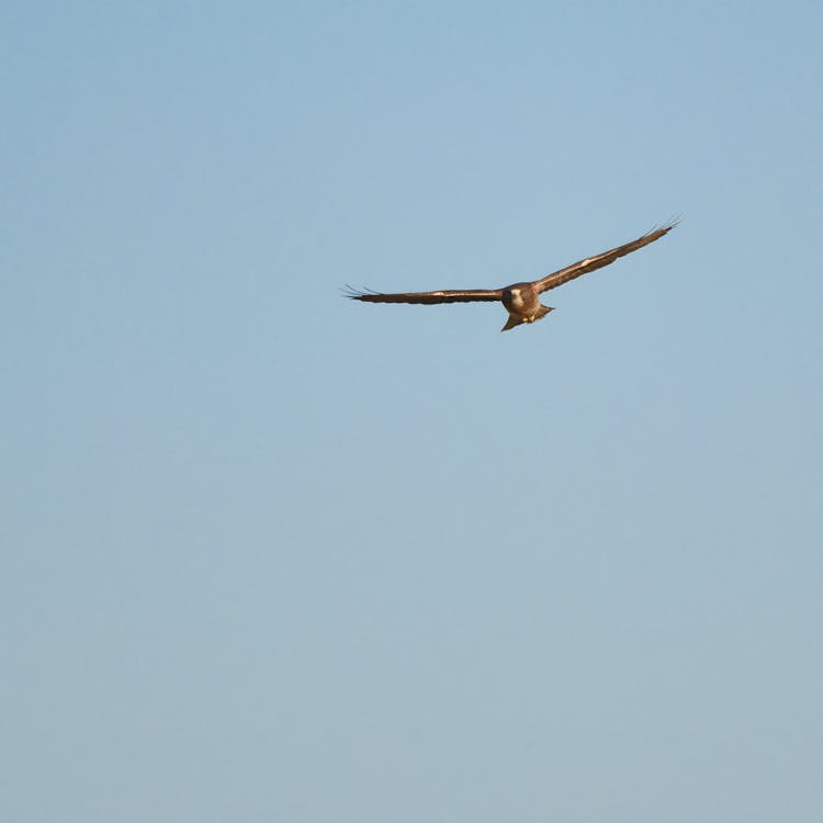 Wild single predatory bird with spread wings and brown feathers flying high in air on clear blue sky in nature