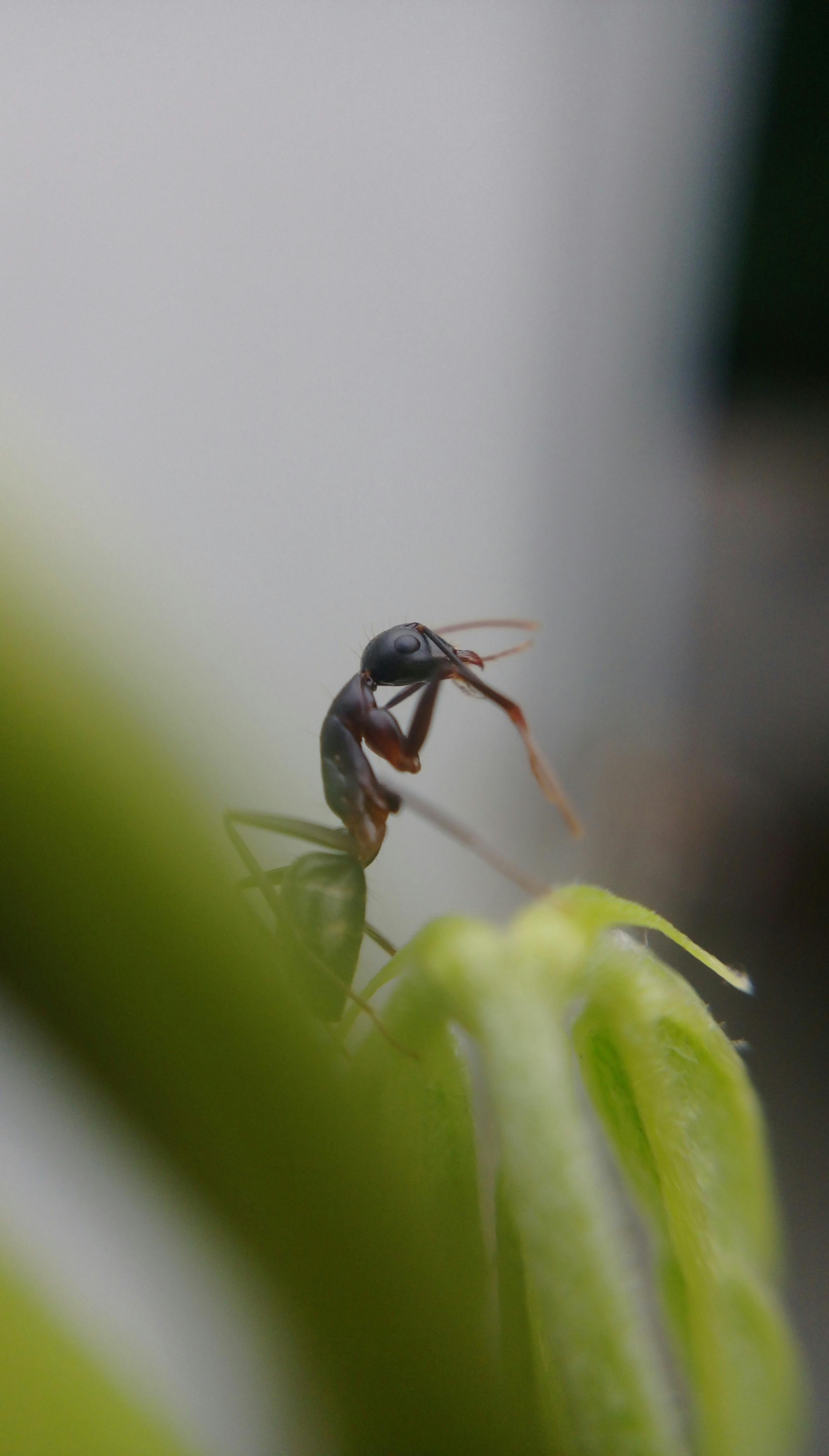 Free stock photo of #ant