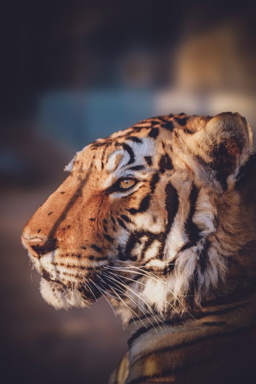 A Tiger in Close-Up Photography