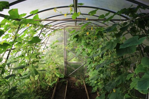 Free Explore a thriving greenhouse filled with lush vines and greenery, showcasing modern farming's growth potential. Stock Photo
