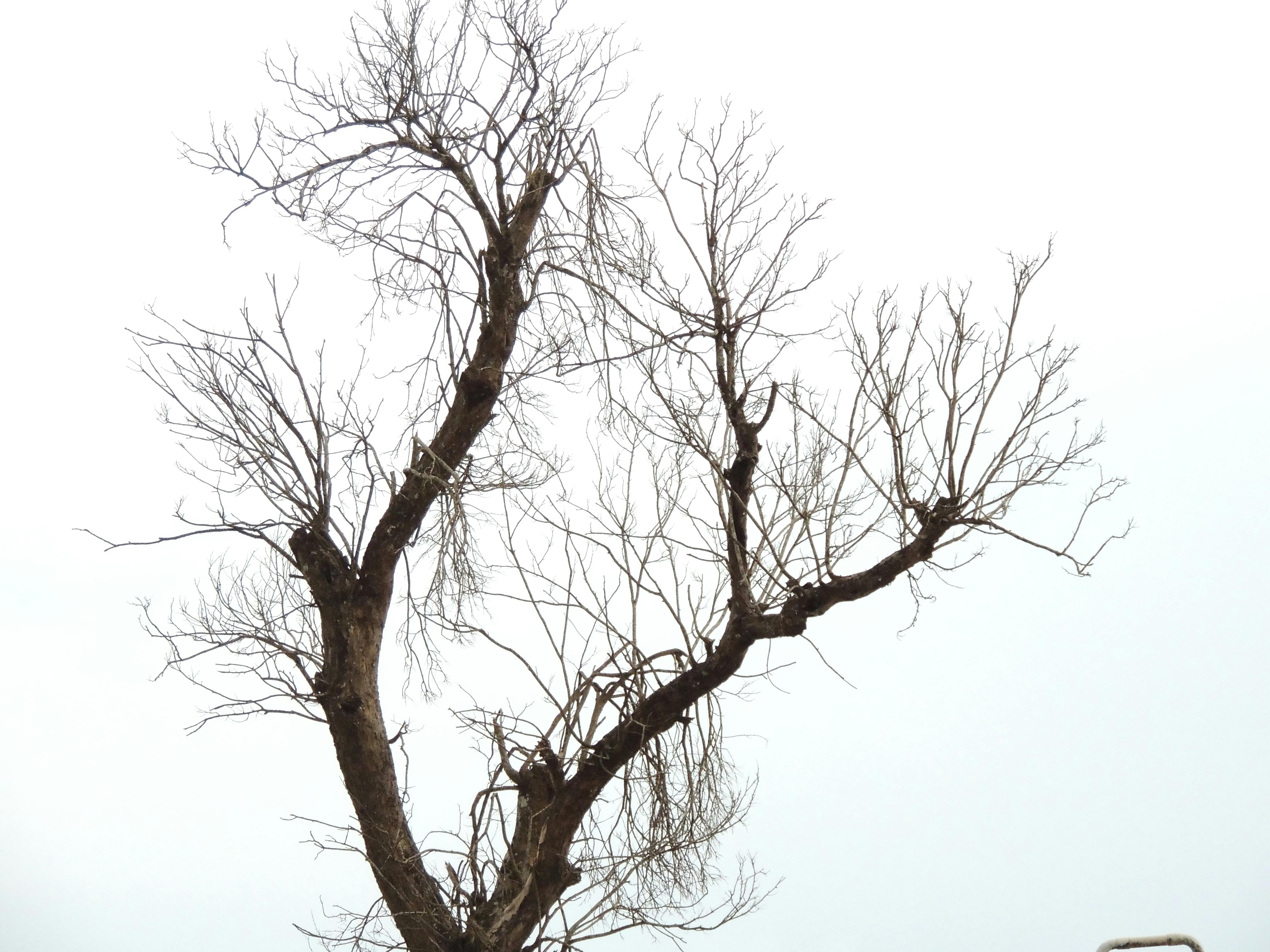 Free stock photo of flowers