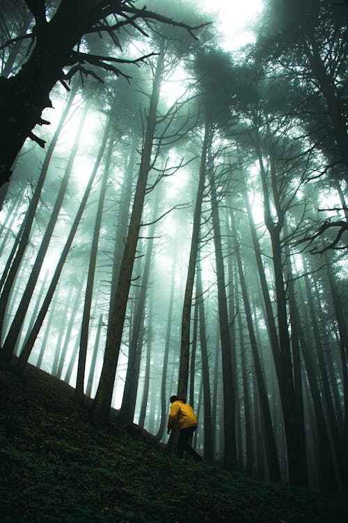 A Person Trekking the Forest