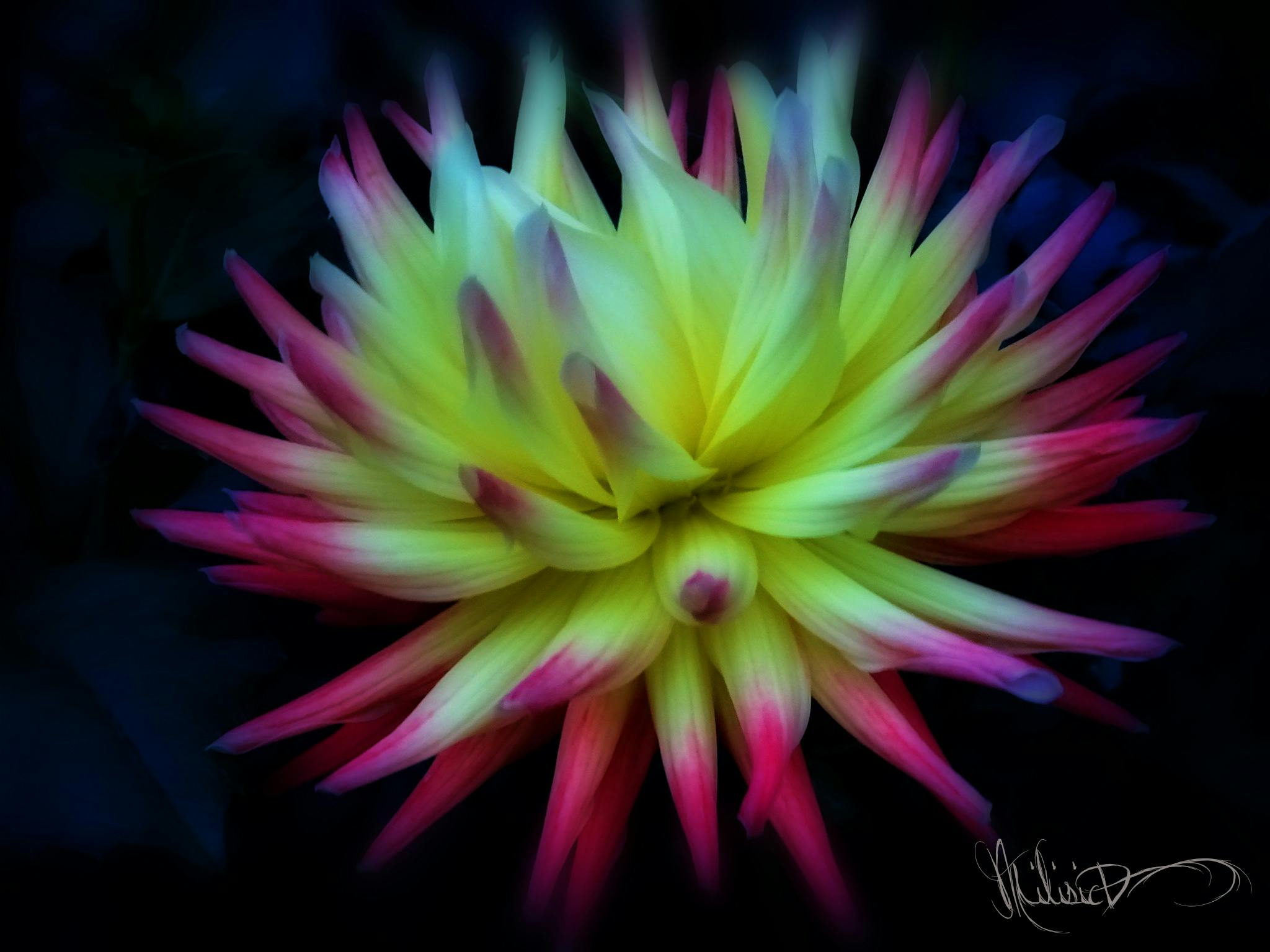 8000+ Wallpaper Abstrak Bunga Paling Keren 8000+ Wallpaper Abstrak Bunga Paling Keren