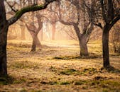 奥地利森林中，阳光明媚的树木和绿草如茵的景观营造出宁静的早晨景象
