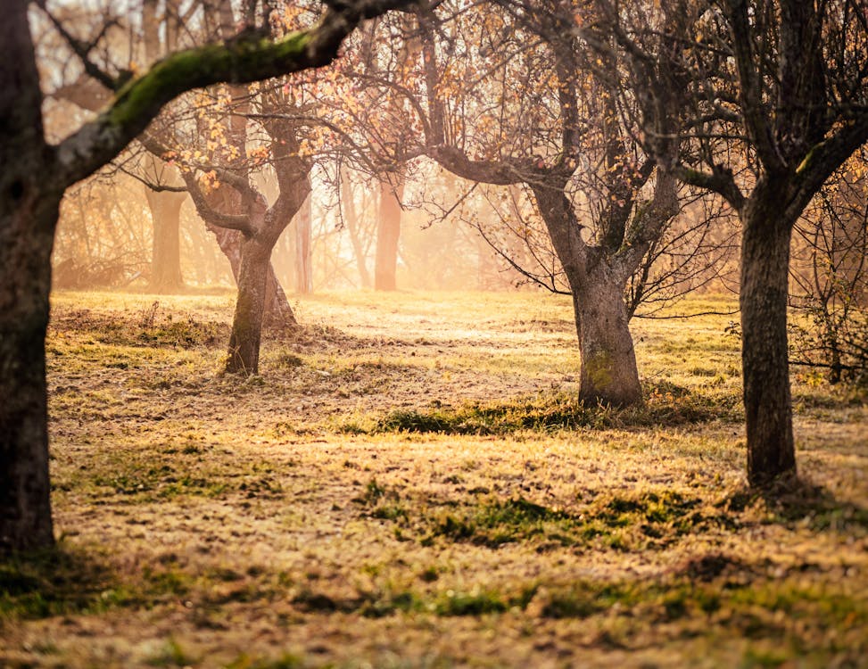 Brown Trees and Green Grass Photo Taken