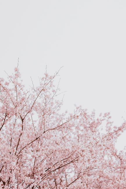 From below of blooming Sakura tree with pink flowers growing in nature against light cloudy sky in daytime