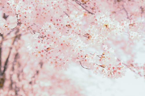 From below of Cherry blossom with delicate pink flowers growing in park in daytime