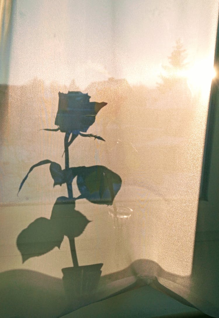 Blooming Rose Silhouette In Vase Against Window