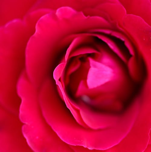 Top view macro fragrant pink rose bud with delicate petals blooming and spreading pleasant scent
